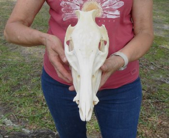 11-1/2 inches Authentic Georgia Wild Boar, Hog Skull for Sale for $59.99