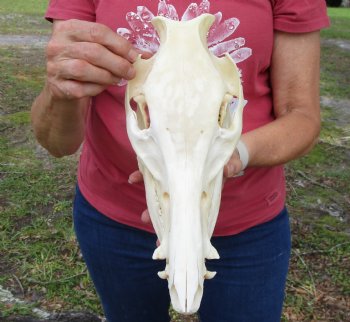 11-1/2 inches Authentic Georgia Wild Boar, Hog Skull for Sale for $59.99