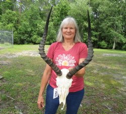African Impala Antelope Skull for Sale with 20-1/2 and 20-3/4 inches horns <FONT COLOR=RED> Discount Grade B Quality </font>- Buy this one for $94.99