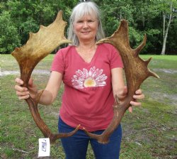 Two Fallow Deer Antlers for Carving and Painting, 19 by 8 and 16-1/4 by 7-1/2 inches - Buy these 2 for $59.99