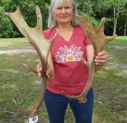 Two Fallow Deer Antlers, 18-7/8 by 8-1/4 and 16 by 7-3/4 inches - Buy these for $59.99
