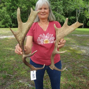 Two Fallow Deer Antlers, 18-7/8 by 8-1/4 and 16 by 7-3/4 inches - Buy these for $59.99