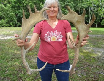 Two Fallow Deer Antlers, 21-1/4 by 10 and 21-7/8 by 9-7/8 inches - Buy these for $59.99