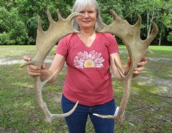 Two Fallow Deer Ant...