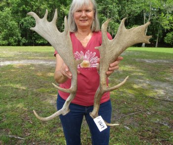 Two Fallow Deer Antlers, 21-1/4 by 10 and 21-7/8 by 9-7/8 inches - Buy these for $59.99