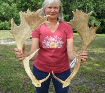 Two Fallow Deer Antler for Sale, 20 by 11-3/4 and 21-1/2 and 10-1/4 inches - Buy these for $59.99
