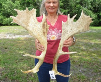 Two Fallow Deer Antler for Sale, 20 by 11-3/4 and 21-1/2 and 10-1/4 inches - Buy these for $59.99