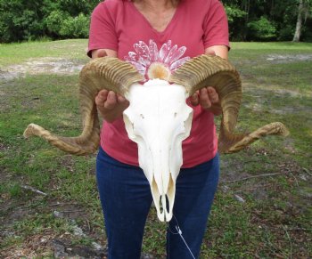 African Merino Sheep/Ram Skull with 25 and 25-1/4 inches - Buy this one for $154.99