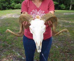 African Merino Sheep/Ram Skull with 25 and 25-1/4 inches - Buy this one for $154.99