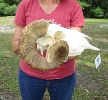 African Merino Sheep/Ram Skull with 25 and 25-1/4 inches - Buy this one for $154.99