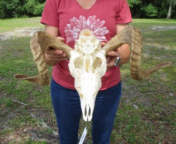African Merino Sheep/Ram Skull with 25 and 25-1/4 inches - Buy this one for $154.99