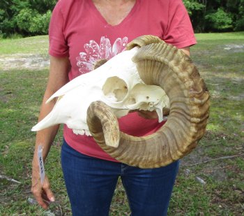 African Merino Sheep/Ram Skull with 25 and 25-1/4 inches - Buy this one for $154.99