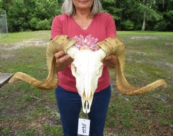 Large African Merino Sheep/Ram Skull with 29 and 29-1/4 inches horns - Buy this one for $169.99