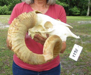 Large African Merino Sheep/Ram Skull with 29 and 29-1/4 inches horns - Buy this one for $169.99