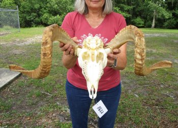 Large African Merino Sheep/Ram Skull with 29 and 29-1/4 inches horns - Buy this one for $169.99