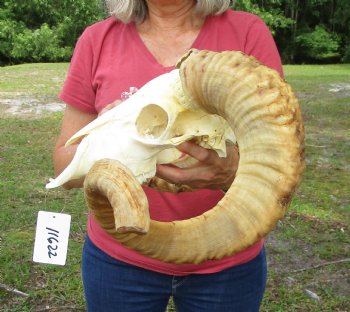 Large African Merino Sheep/Ram Skull with 29 and 29-1/4 inches horns - Buy this one for $169.99