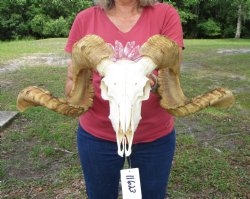 Large African Merino Sheep/Ram Skull with 29 and 29-7/8 inches horns - Buy this one for $169.99