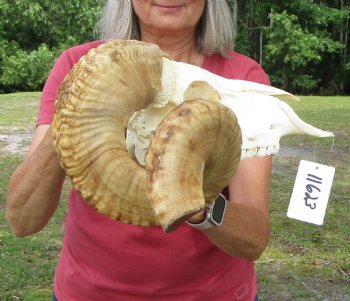 Large African Merino Sheep/Ram Skull with 29 and 29-7/8 inches horns - Buy this one for $169.99