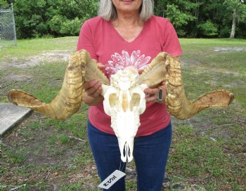 Large African Merino Sheep/Ram Skull with 29 and 29-7/8 inches horns - Buy this one for $169.99