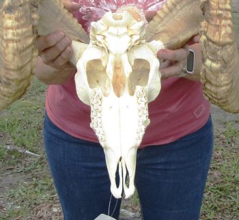 Large African Merino Sheep/Ram Skull with 29 and 29-7/8 inches horns - Buy this one for $169.99