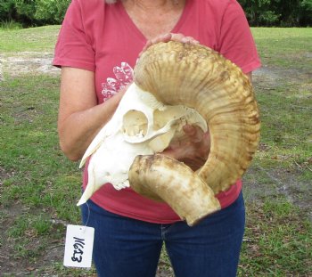 Large African Merino Sheep/Ram Skull with 29 and 29-7/8 inches horns - Buy this one for $169.99