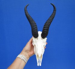 Male African Springbok Skull with 8-3/4 and 9 inches Horns <font color=red> Good Quality</font> for $74.99