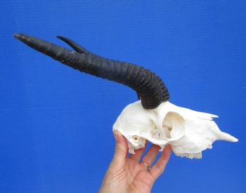 Male African Springbok Skull with 8-3/4 and 9 inches Horns <font color=red> Good Quality</font> for $74.99