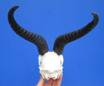 Male African Springbok Skull with 8-3/4 and 9 inches Horns <font color=red> Good Quality</font> for $74.99