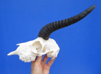 Male African Springbok Skull with 8-3/4 and 9 inches Horns <font color=red> Good Quality</font> for $74.99