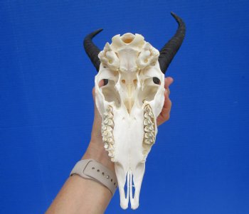 Male African Springbok Skull with 8-3/4 and 9 inches Horns <font color=red> Good Quality</font> for $74.99