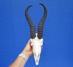 Male African Springbok Skull with 10-1/2 and 11 inches Horns <font color=red> Grade A Quality</font> for $79.99