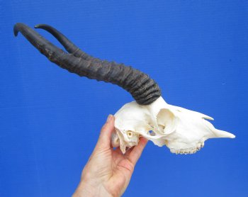 Male African Springbok Skull with 10-1/2 and 11 inches Horns <font color=red> Grade A Quality</font> for $79.99