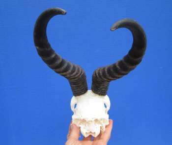 Male African Springbok Skull with 10-1/2 and 11 inches Horns <font color=red> Grade A Quality</font> for $79.99