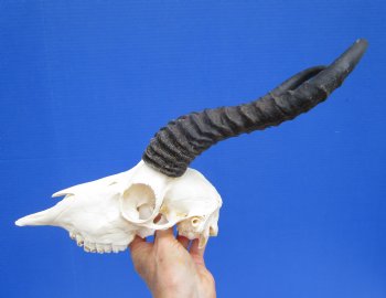 Male African Springbok Skull with 10-1/2 and 11 inches Horns <font color=red> Grade A Quality</font> for $79.99