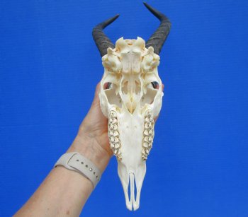 Male African Springbok Skull with 10-1/2 and 11 inches Horns <font color=red> Grade A Quality</font> for $79.99