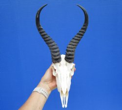 Male African Springbok Skull with 10-1/2 and 10-7/8 inches Horns for $69.99