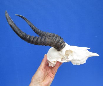 Male African Springbok Skull with 10-1/2 and 10-7/8 inches Horns for $69.99