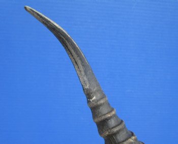 Male African Springbok Skull with 10-1/2 and 10-7/8 inches Horns for $69.99