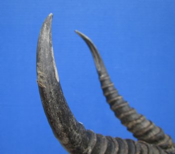 Male African Springbok Skull with 10-1/2 and 10-7/8 inches Horns for $69.99