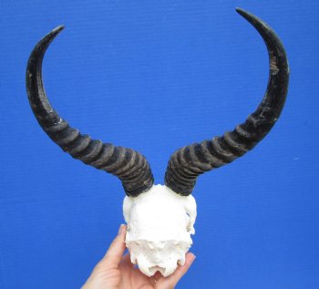 Male African Springbok Skull with 10-1/2 and 10-7/8 inches Horns for $69.99