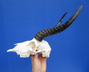 Male African Springbok Skull with 10-1/2 and 10-7/8 inches Horns for $69.99