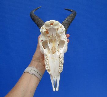 Male African Springbok Skull with 10-1/2 and 10-7/8 inches Horns for $69.99