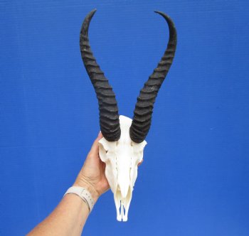 Male African Springbok Skull with 10-1/4 and 11 inches Horns for $69.99