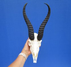 Male African Springbok Skull with 10-1/4 and 11 inches Horns for $69.99