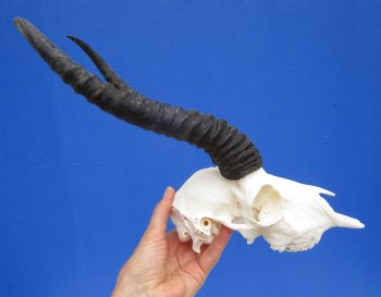 Male African Springbok Skull with 10-1/4 and 11 inches Horns for $69.99