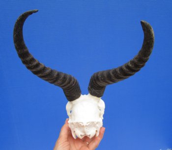 Male African Springbok Skull with 10-1/4 and 11 inches Horns for $69.99