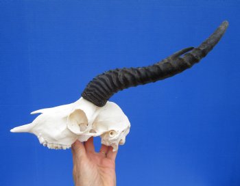 Male African Springbok Skull with 10-1/4 and 11 inches Horns for $69.99