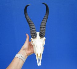 Male African Springbok Skull with 9-1/4 and 9-1/2 inches Horns for $74.99