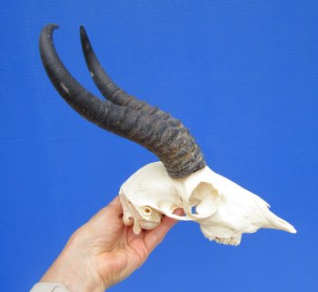 Male African Springbok Skull with 9-1/4 and 9-1/2 inches Horns for $74.99