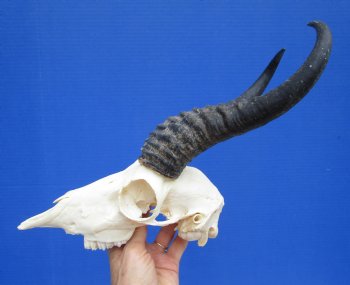 Male African Springbok Skull with 9-1/4 and 9-1/2 inches Horns for $74.99
